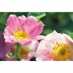 Weleda Nachtcrème Wilde Rozen Vitaliserend -Verzorgingsproducten Winkel 133005 4