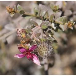 4x Weleda Tandpasta Ratanhia -Verzorgingsproducten Winkel 133059 3
