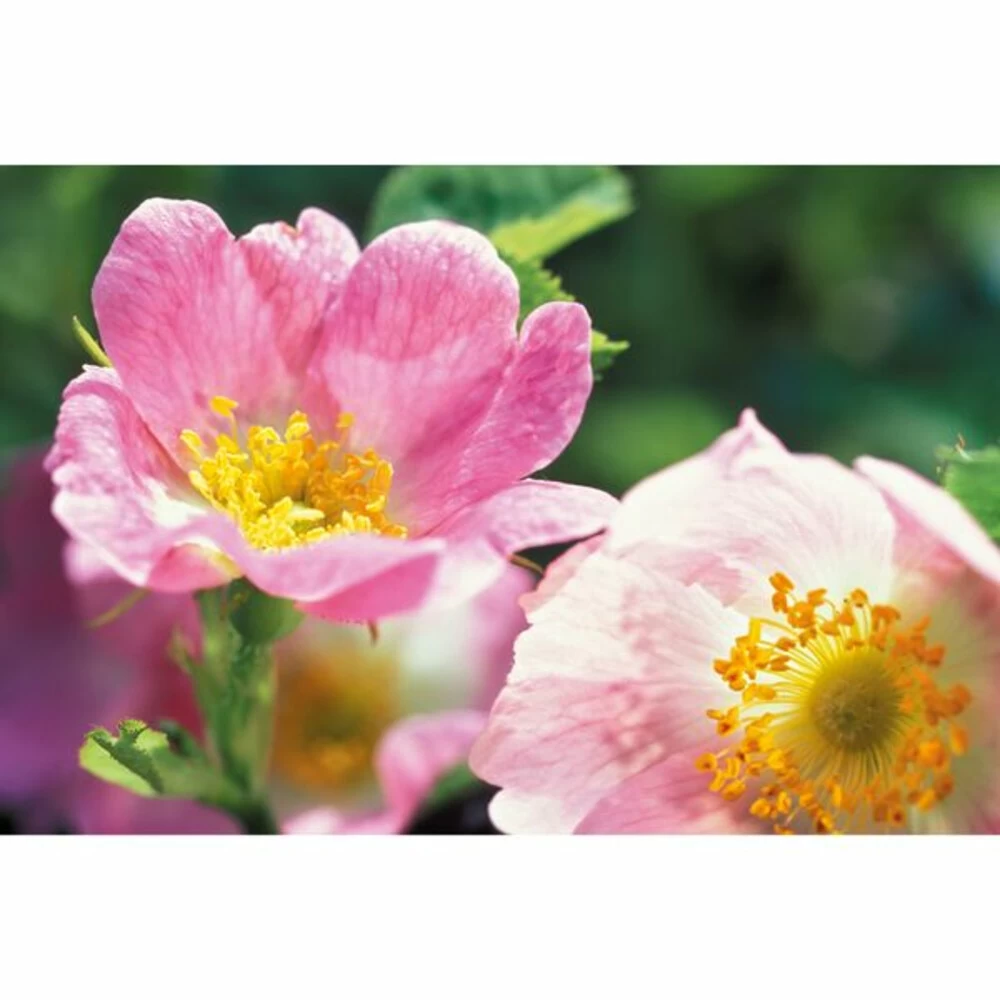 Weleda Gezichtscrème Light Wilde Rozen 6 Weleda Gezichtscrème Light Wilde Rozen - Afbeelding 4