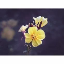 Weleda Dagcrème Evening Primrose -Verzorgingsproducten Winkel 974001 4