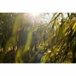 Weleda Reinigingsgel Wilg Zuiverend -Verzorgingsproducten Winkel 996780 4